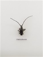 藏品(蘭嶼黃星天牛)的圖片